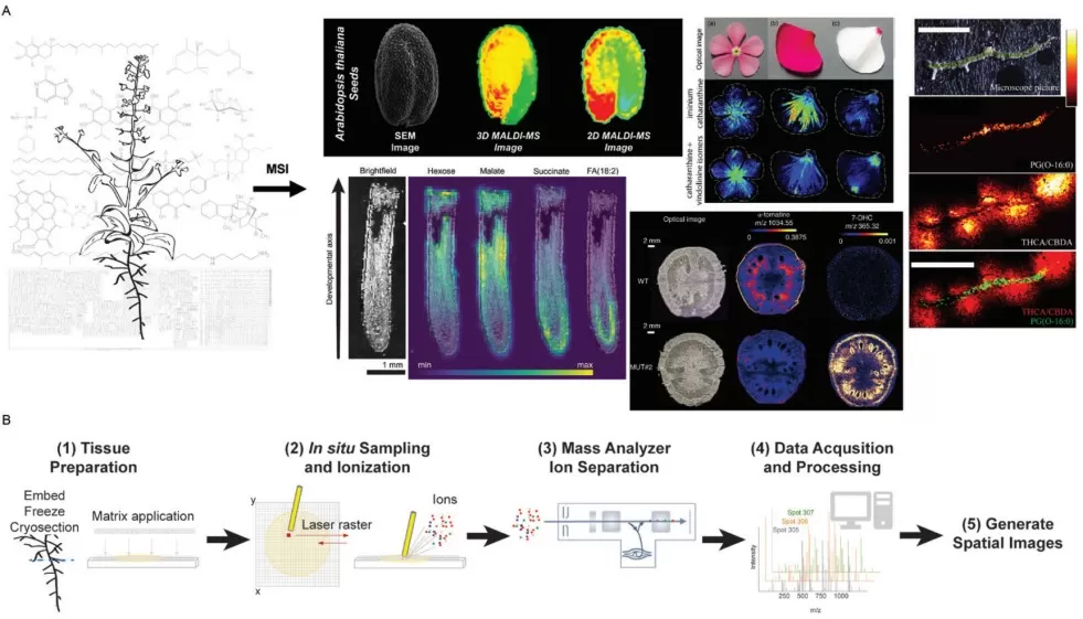 Overview of plant MSI workflow Overview of plant MSI workflow